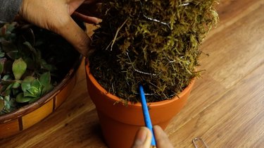 Creating hole in moss form for succulent cutting.