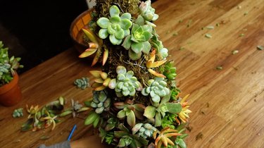 Inserting cuttings into succulent Christmas tree.