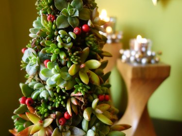 Closeup of mini succulent living Christmas tree in terracotta pot on tabletop.