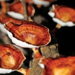 reishi_546718297.jpg