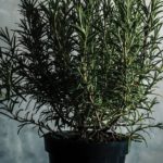 rosemary-vincent-foret-508876.jpg