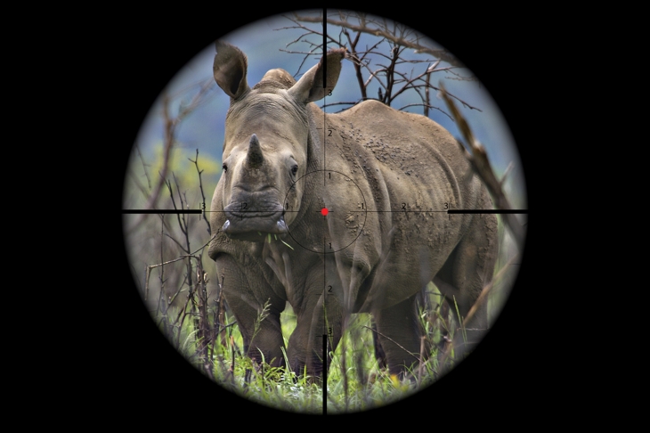 Rhinos on the Run