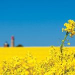 gmo-tight_245708689.jpg