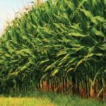 gmo-corn_58259482-e1489688441825-300×300.jpg
