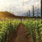 hops-field_265249145-e1489684411821-300×300.jpg