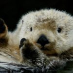 E-news-Mar1-otter.jpg