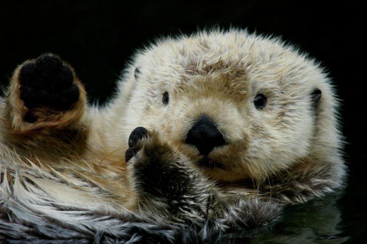 Love Cute Wildlife? You Can Show It
